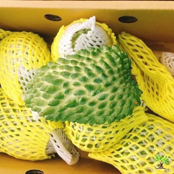 A ripe Sugar Apple fruit with segmented skin