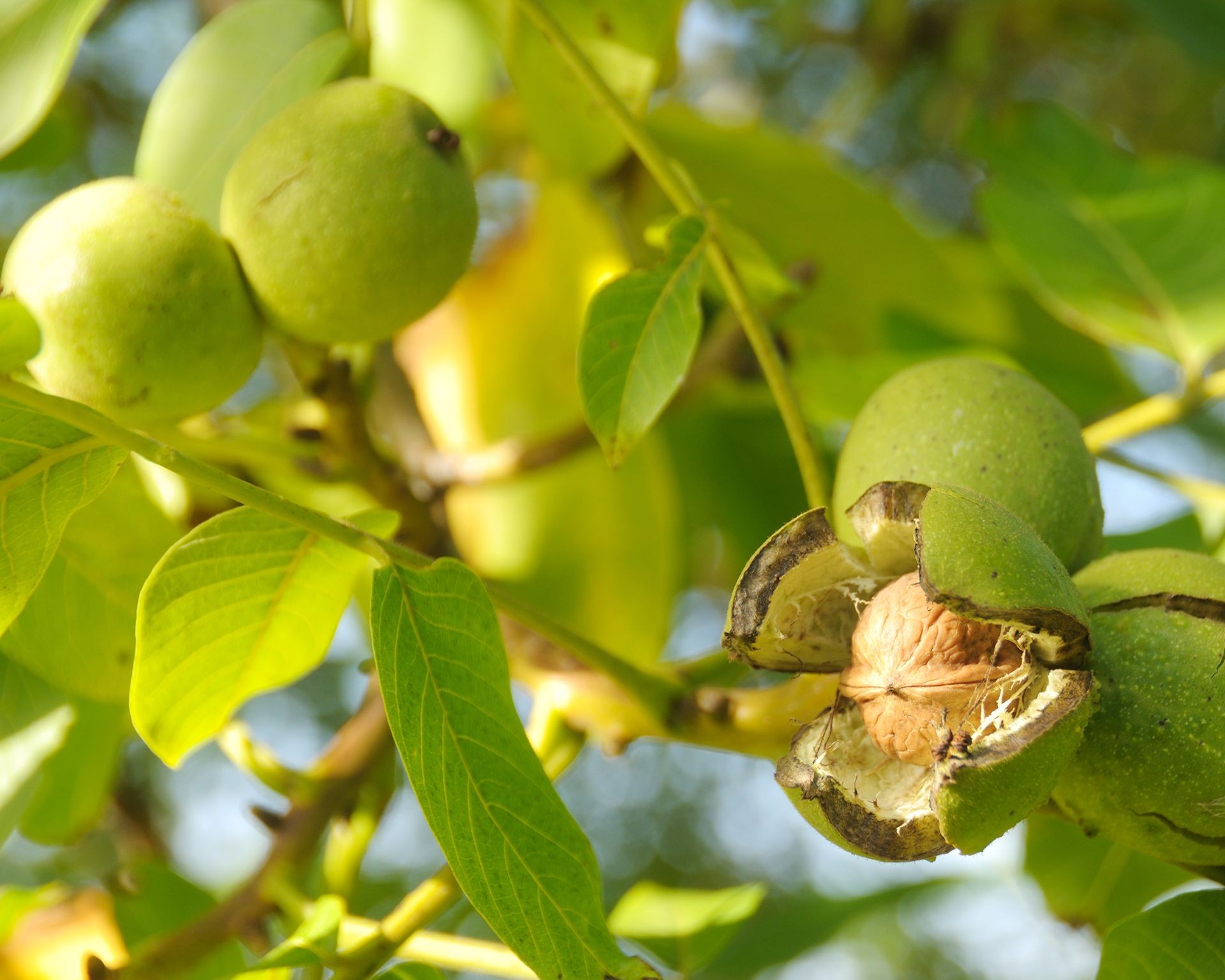 A ripe walnut fruit hanging from a branch, ready to fall from the tree