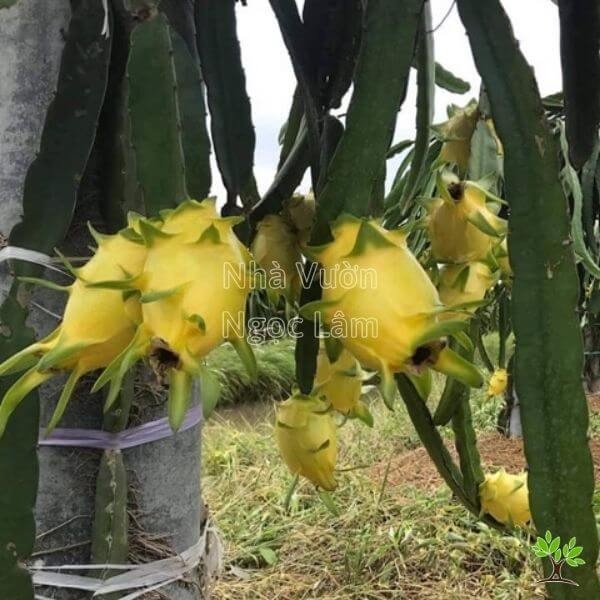 A ripe Yellow Dragon Fruit with thorny skin