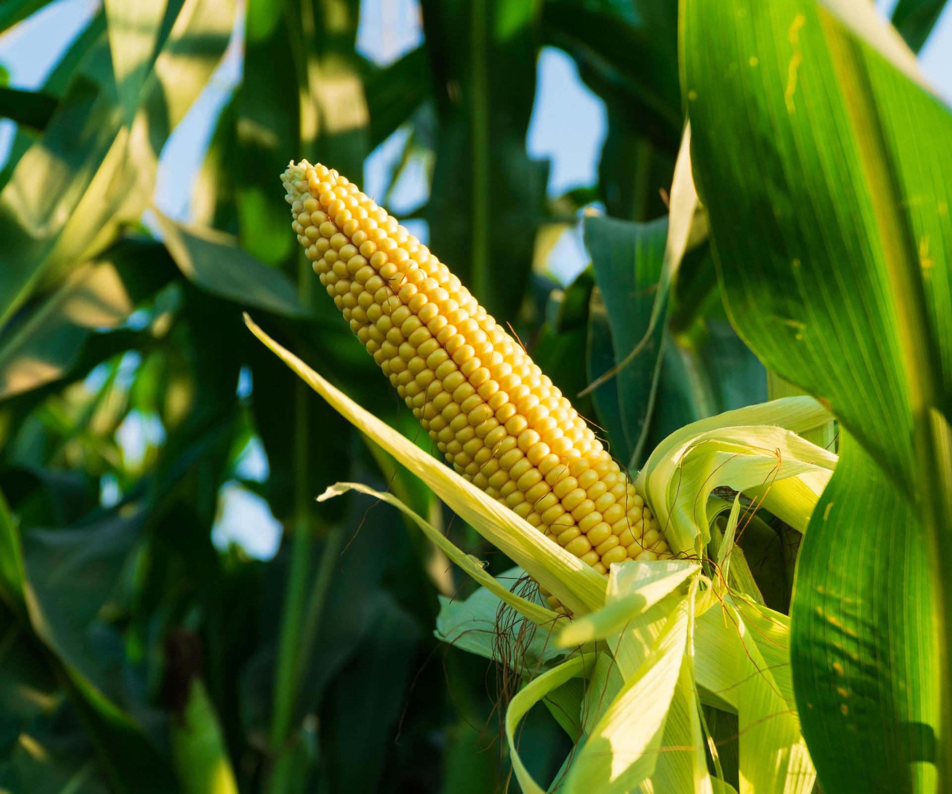 A ripening yellow ear of sweet corn on its stalk in the garden