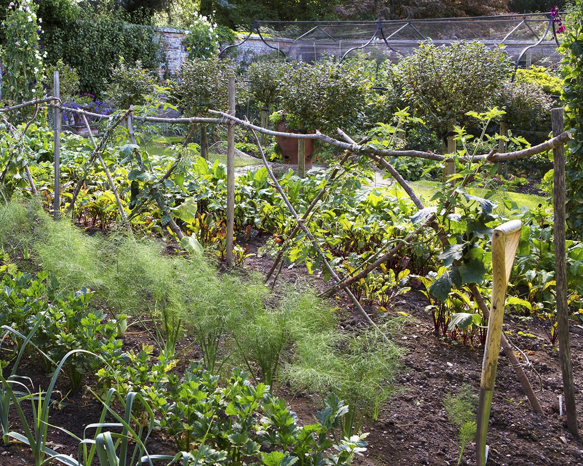 A rustic garden trellis built from natural sticks and branches arranged in a criss-cross pattern, supporting low-growing vines.