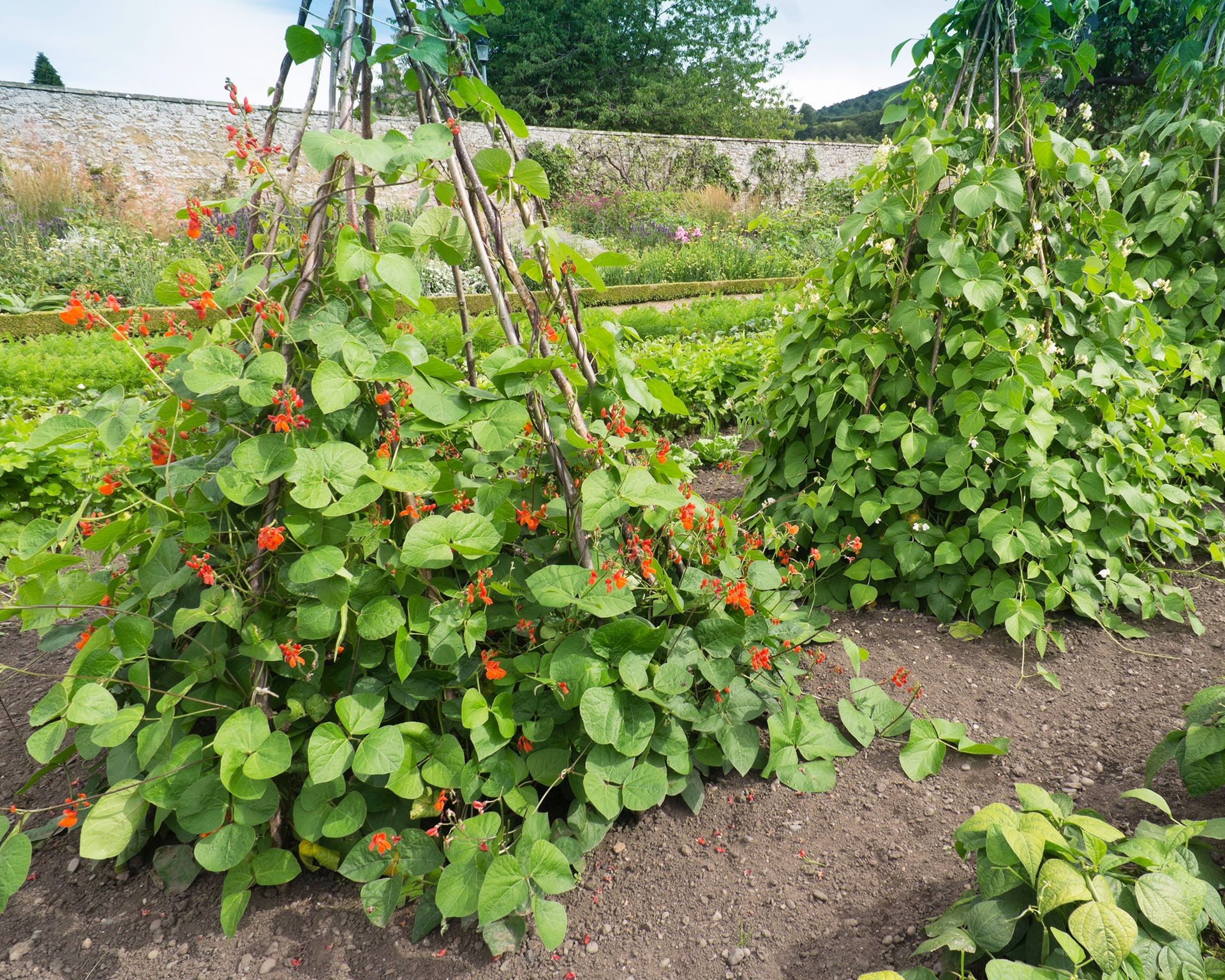 A rustic teepee-style trellis constructed from wooden stakes, ideal for peas and beans, in a sunny garden spot.