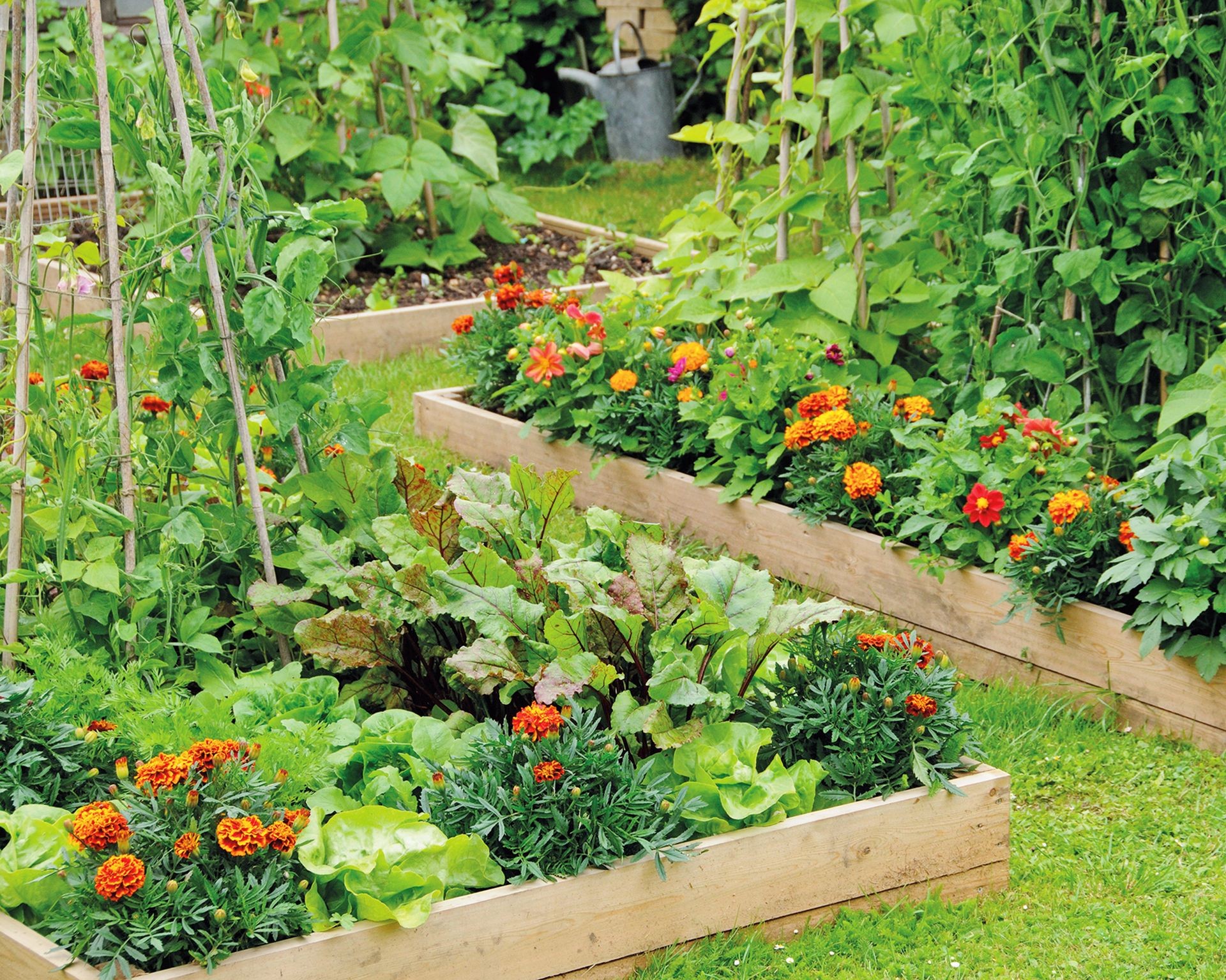 A section of a raised vegetable bed shows lush plants with vibrant orange marigold flowers interspersed, demonstrating companion planting