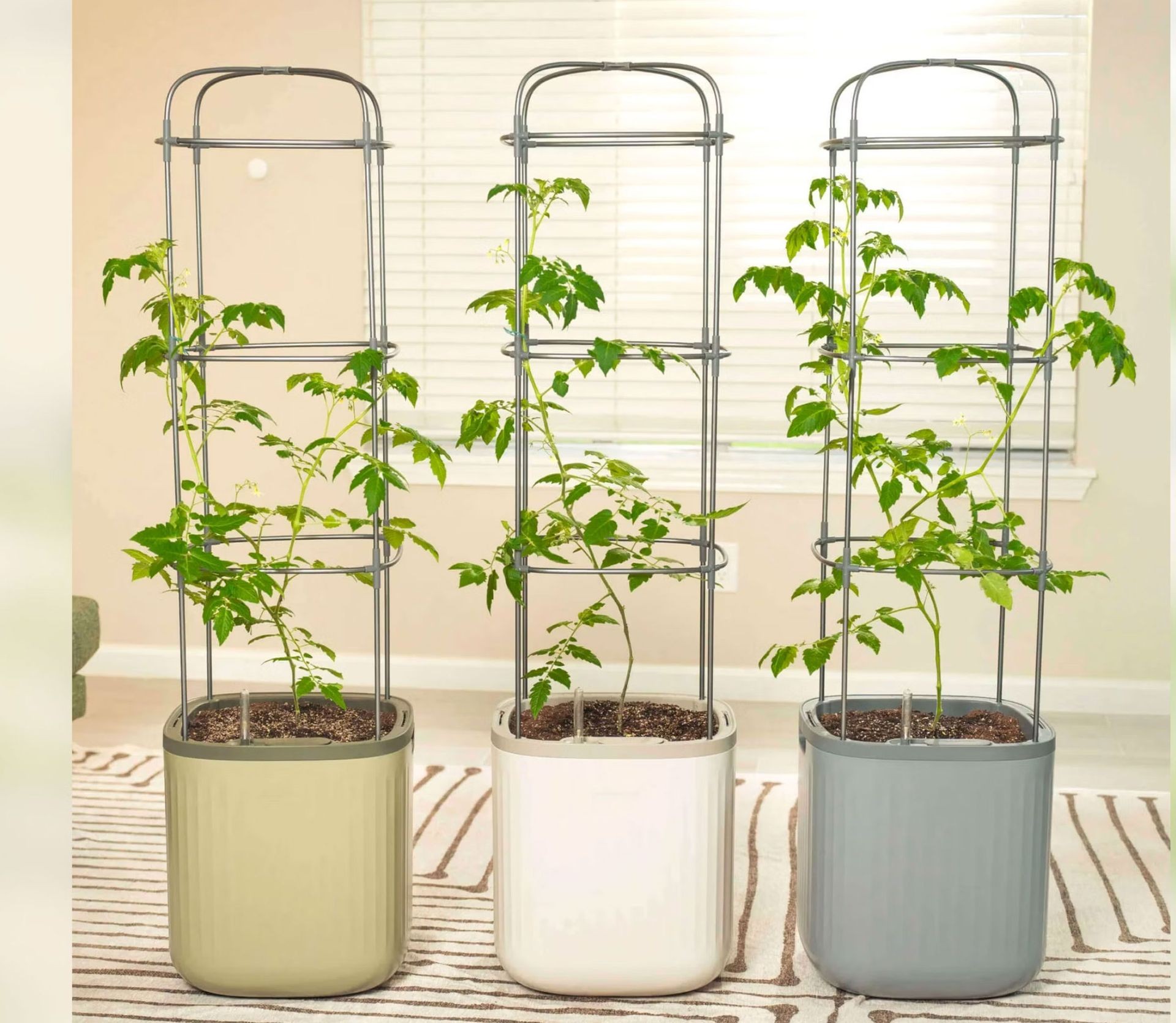 A self-watering container with an integrated trellis supporting a healthy tomato plant, demonstrating effective vertical growth support.