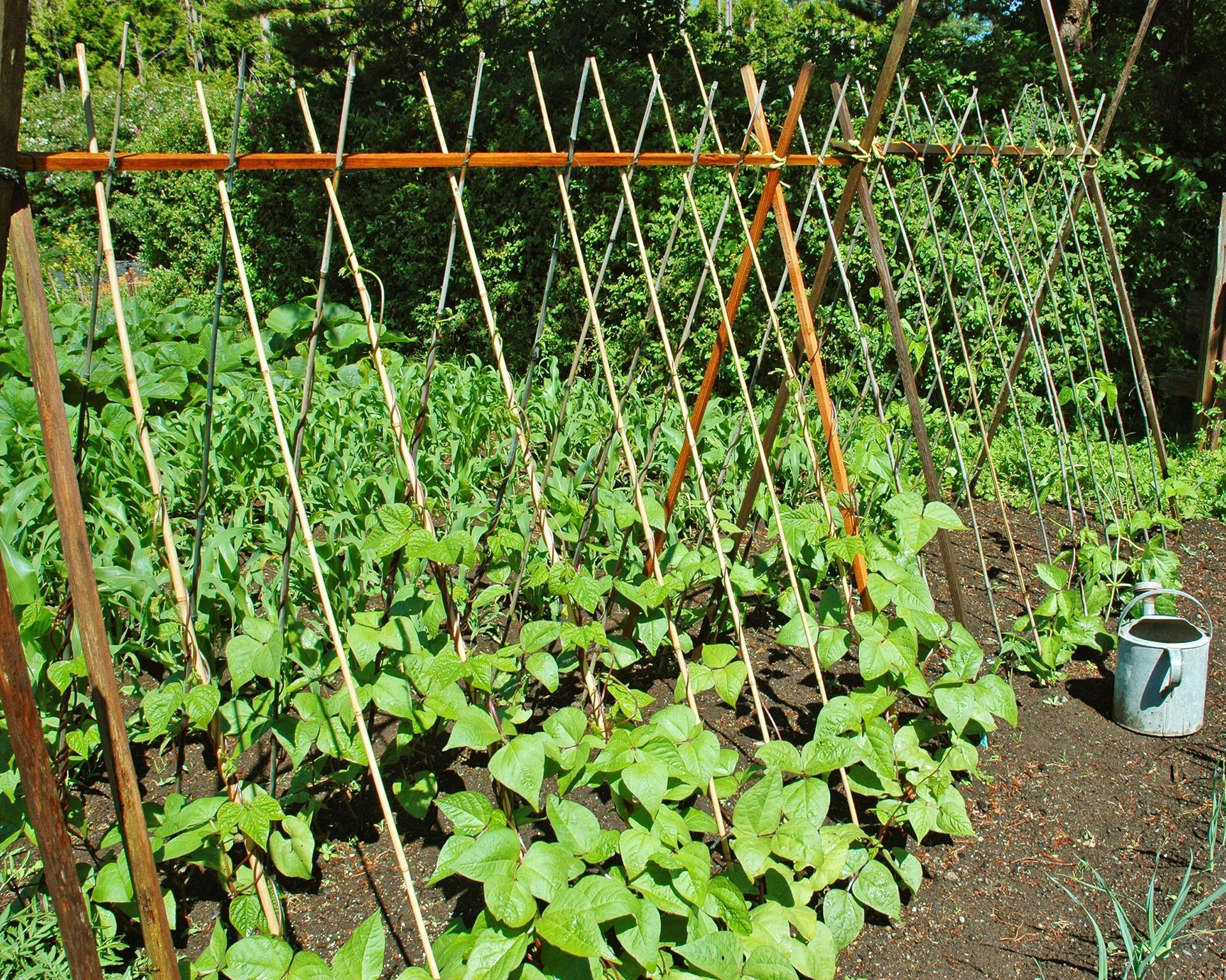 A simple A-frame trellis made from bamboo canes supporting climbing plants in a garden bed.