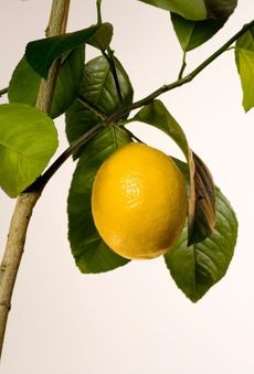 A single ripe Meyer lemon hanging from a branch on a healthy Meyer lemon tree