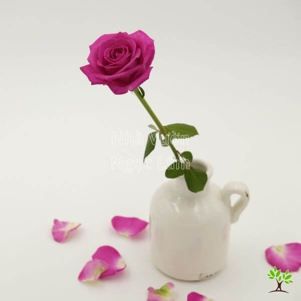 A single rose in a tall, slender vase with minimal filler