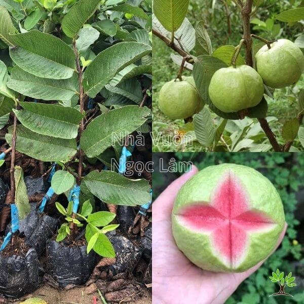 A sliced Ruby Guava showing its vibrant pink-red flesh and minimal seeds next to a whole fruit.