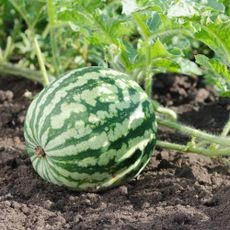 A small, developing green watermelon growing on the vine in a garden.