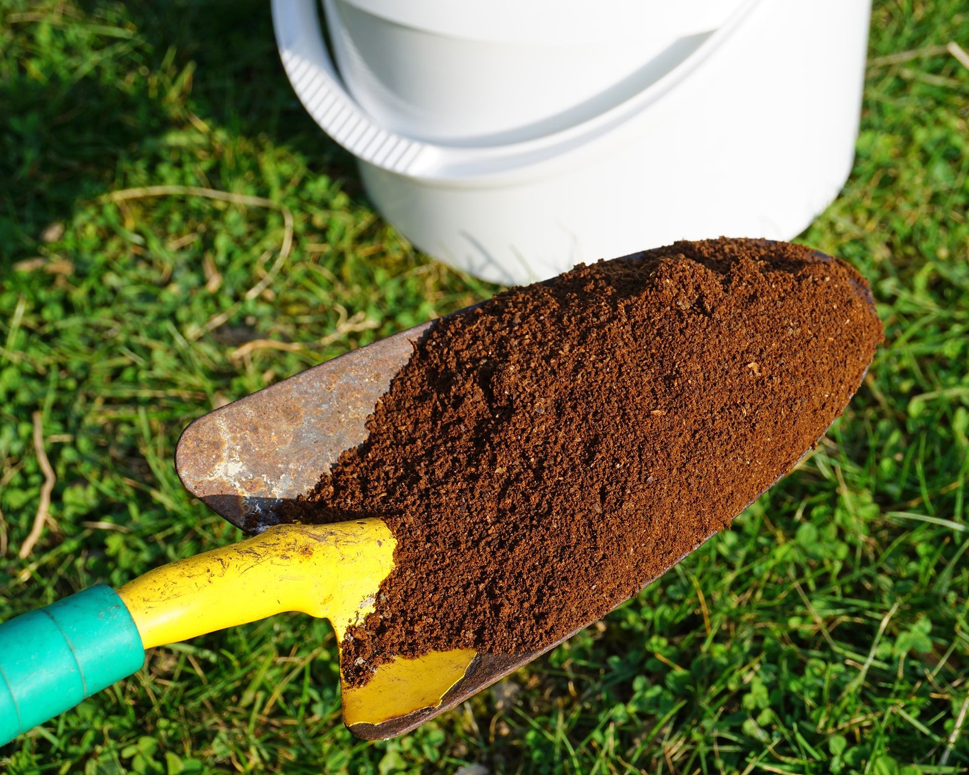 A small garden shovel filled with used coffee grounds next to a tomato plant base, illustrating how this common household waste can nourish soil.