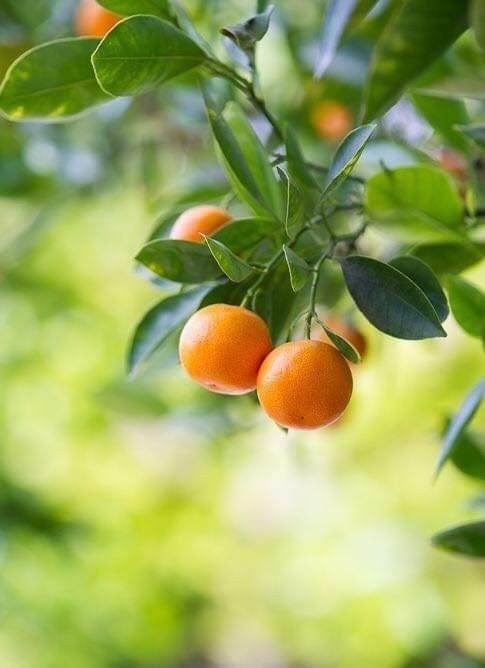 A small kumquat tree in a pot with many ripe orange fruits, commonly used for Lunar New Year decoration