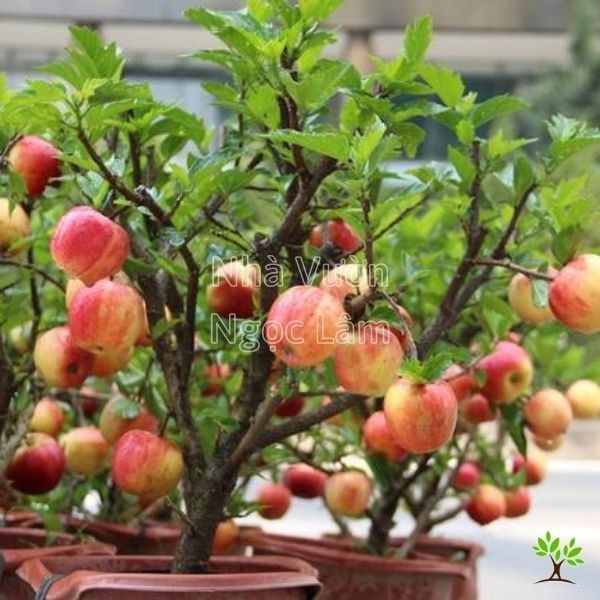 A small, leafy apple tree in a pot with several small red apples growing on its branches.