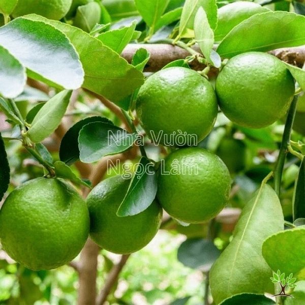 A small lemon tree in a pot laden with bright yellow lemons among dark green leaves.