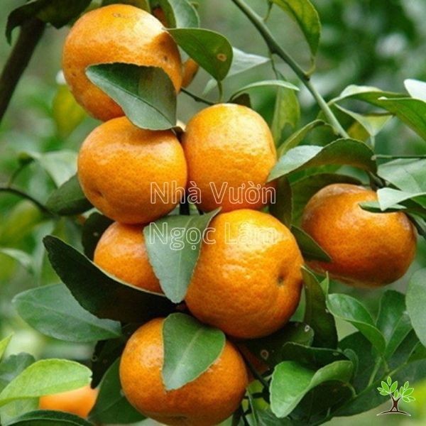 A small orange tree in a pot covered in numerous small, green oranges.
