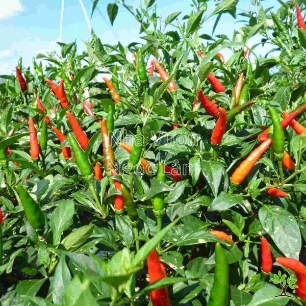A small potted chilli pepper plant covered in numerous red and green chilli peppers at different stages of ripeness.