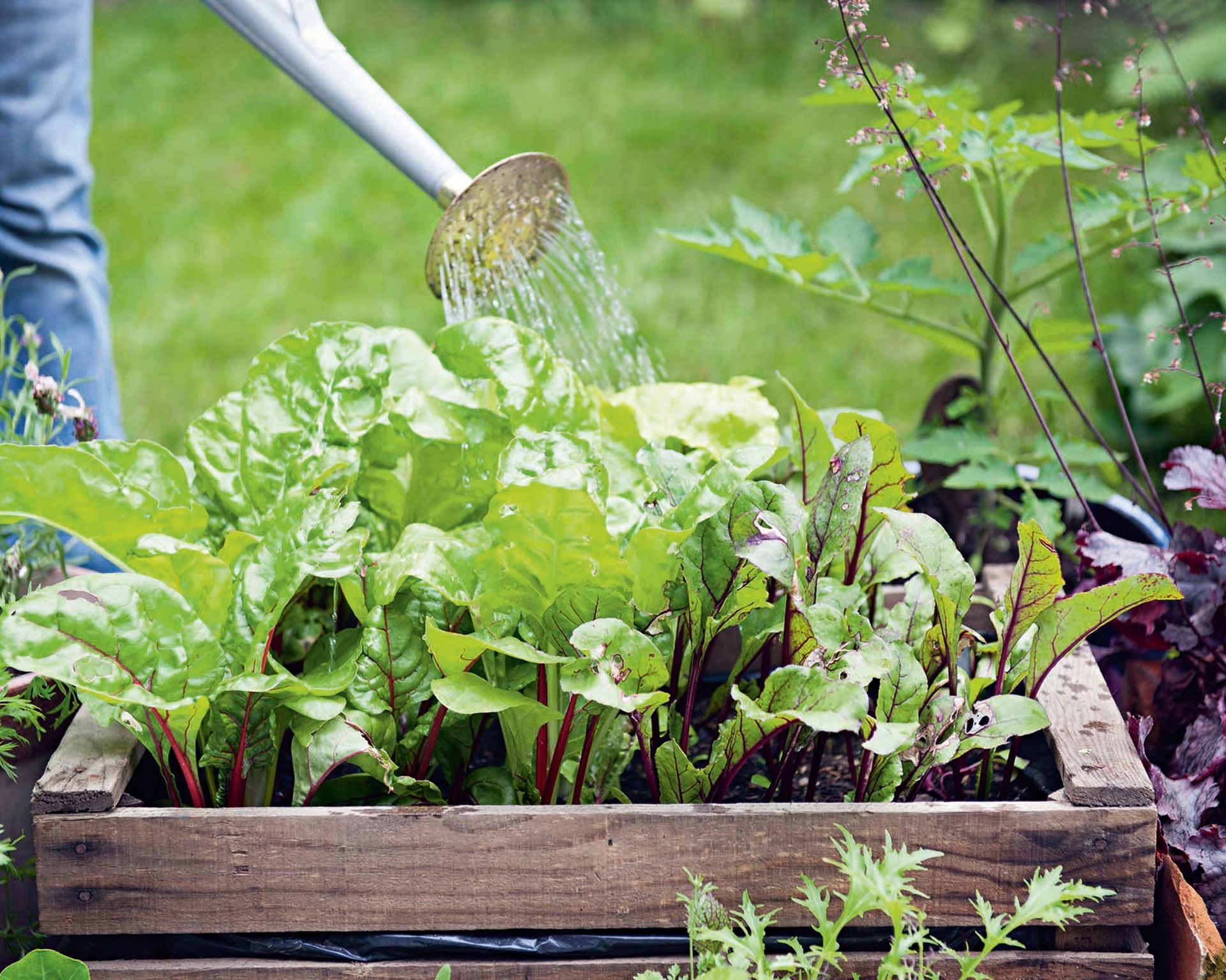 A small raised garden bed filled with lush green and red cut and come again lettuce varieties being gently watered