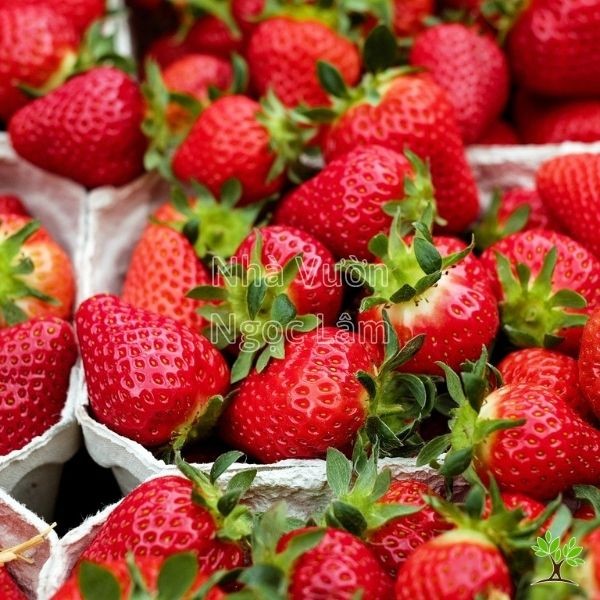 A small strawberry plant in a pot showing green leaves, white flowers, and several red, ripe strawberries.