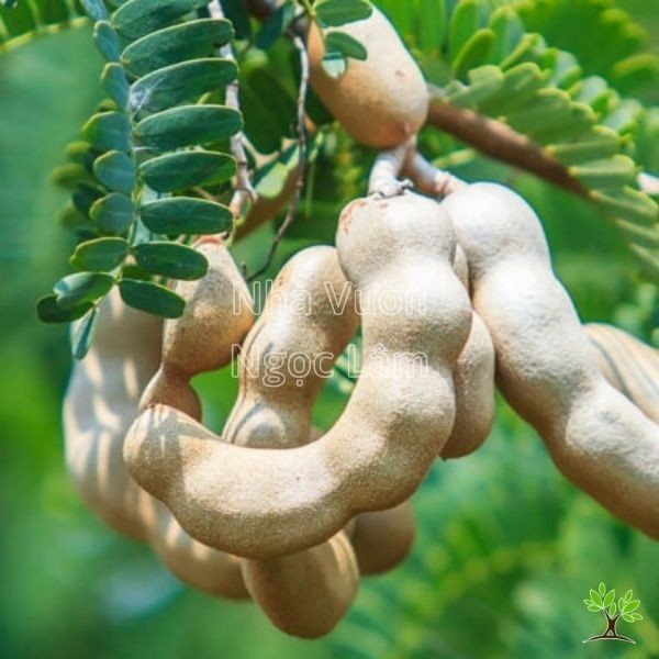 A small tamarind tree in a pot showing delicate green leaves and developing pods.