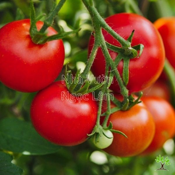 A small tomato plant in a pot laden with round, red cherry tomatoes ready for harvest.