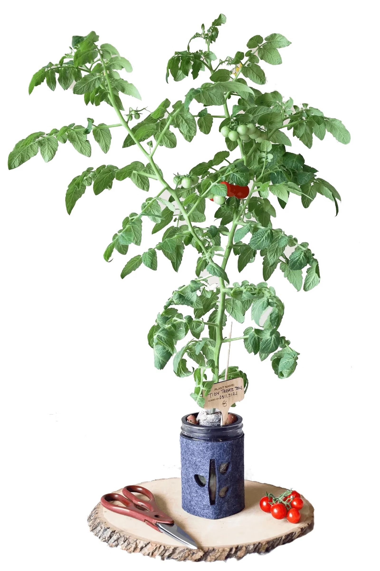 A small tomato seedling thriving inside a glass jar, illustrating compact container growing.