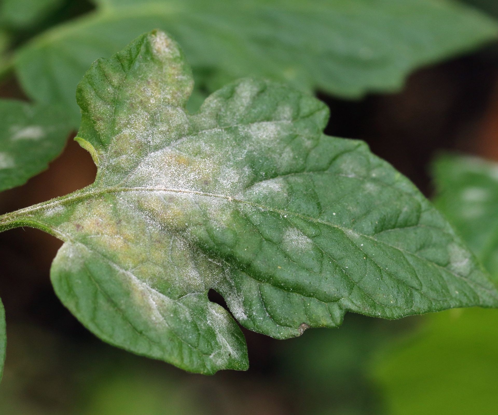 A tomato leaf infected with powdery mildew