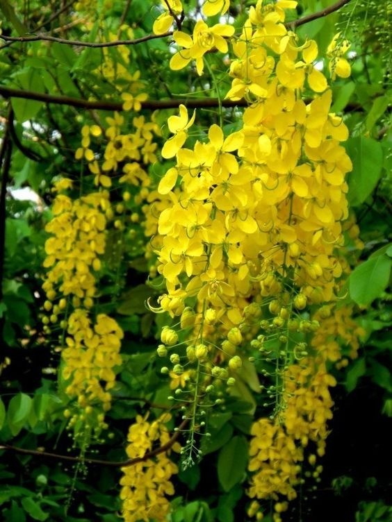A tree covered in bright yellow trumpet-shaped flowers, creating a sunny, cheerful appearance.