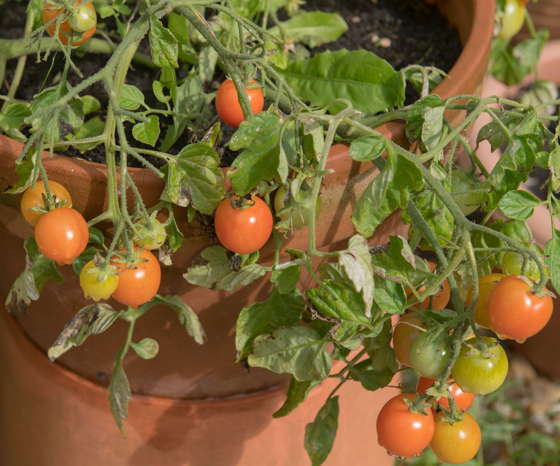 A 'Tumbler' variety tomato plant in a terracotta pot laden with ripening red cherry fruits.