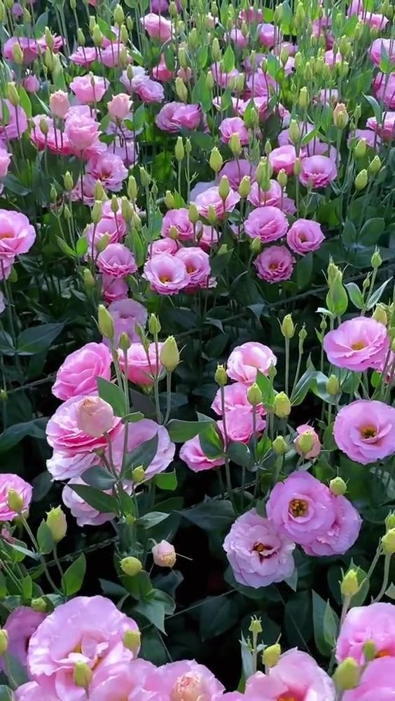 A variety of colorful Lisianthus flowers (Hoa Cát Tường) with their delicate, layered petals.