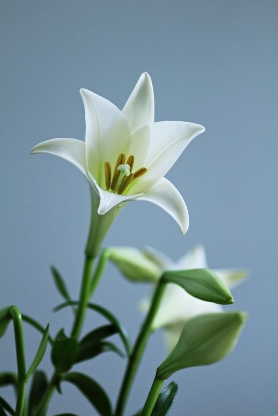 A vase filled with elegant white White Trumpet Lily flowers (Hoa Loa Kèn).