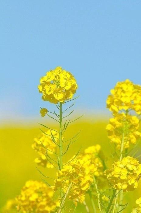 A vast field covered in brilliant yellow Mustard Greens flowers (Hoa Cải Vàng).