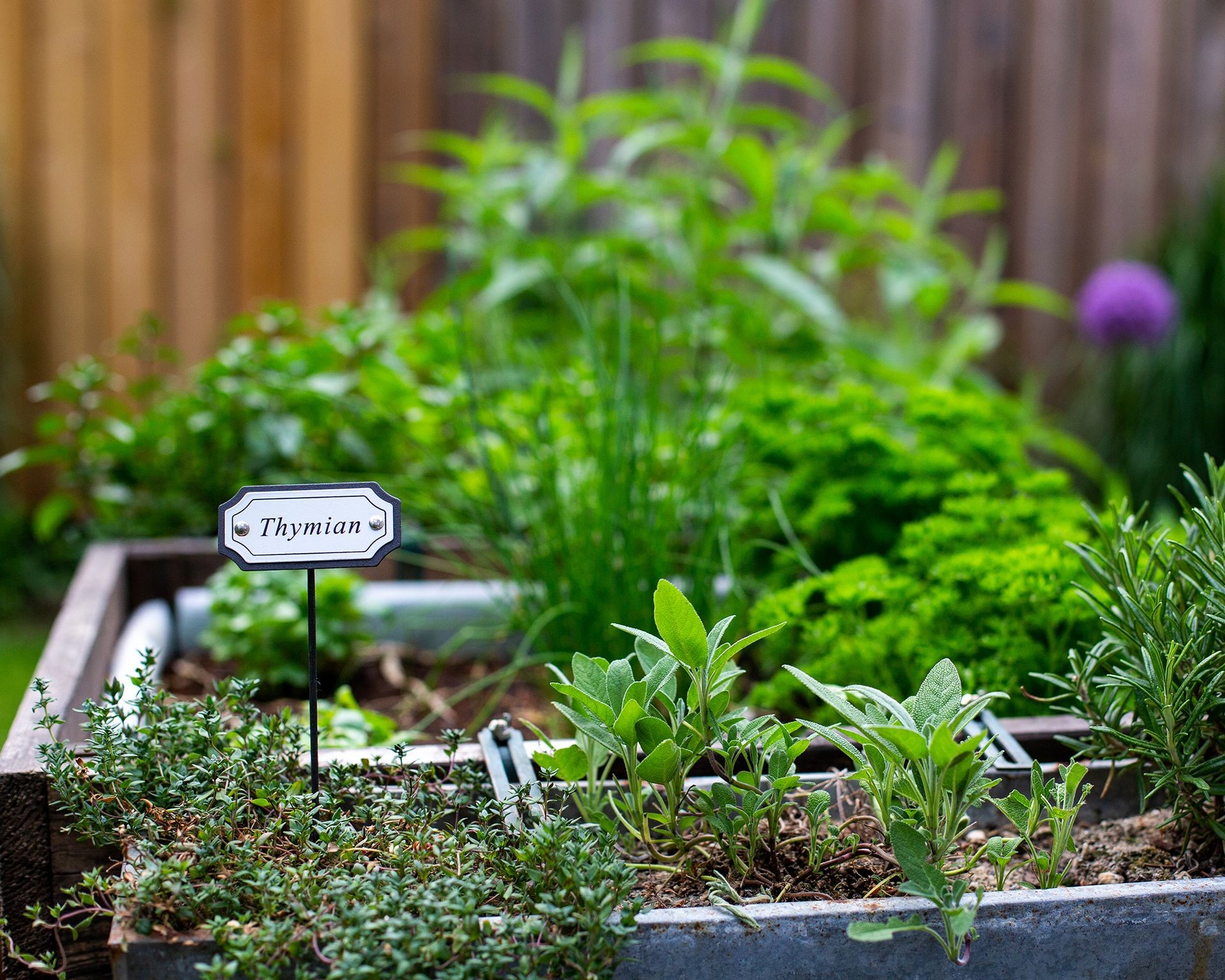 A vibrant collection of common Italian herbs growing in a garden bed