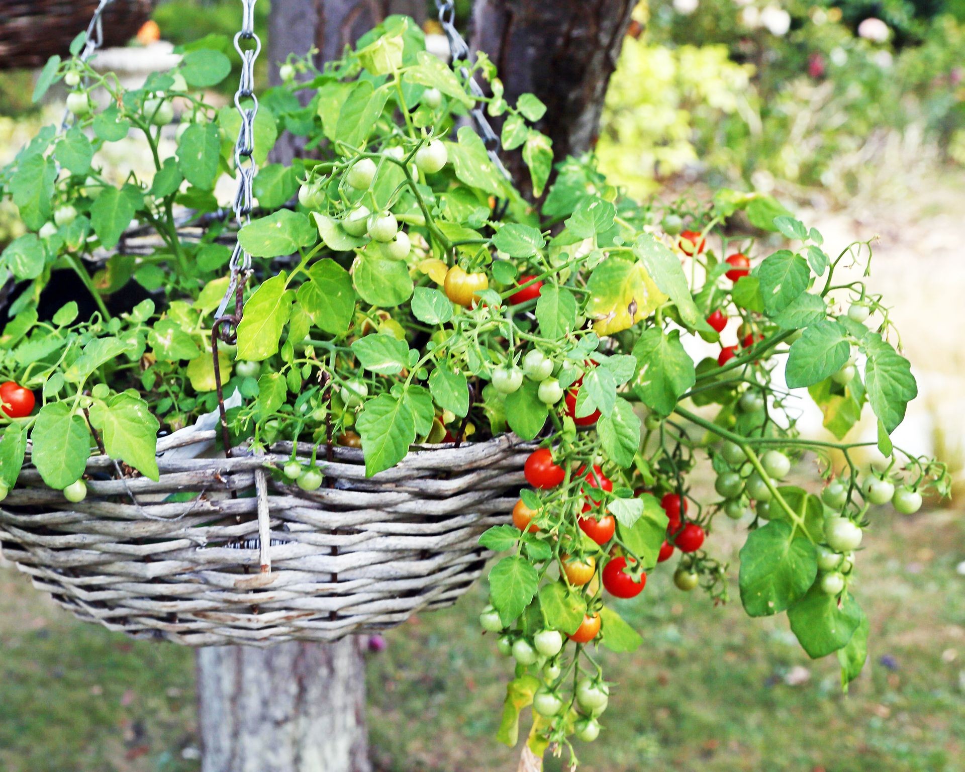 A vibrant green tomato plant thrives in a hanging basket filled with soil, showcasing healthy foliage and potential.