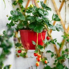 A vibrant strawberry plant with ripening berries cascades from a hanging basket.