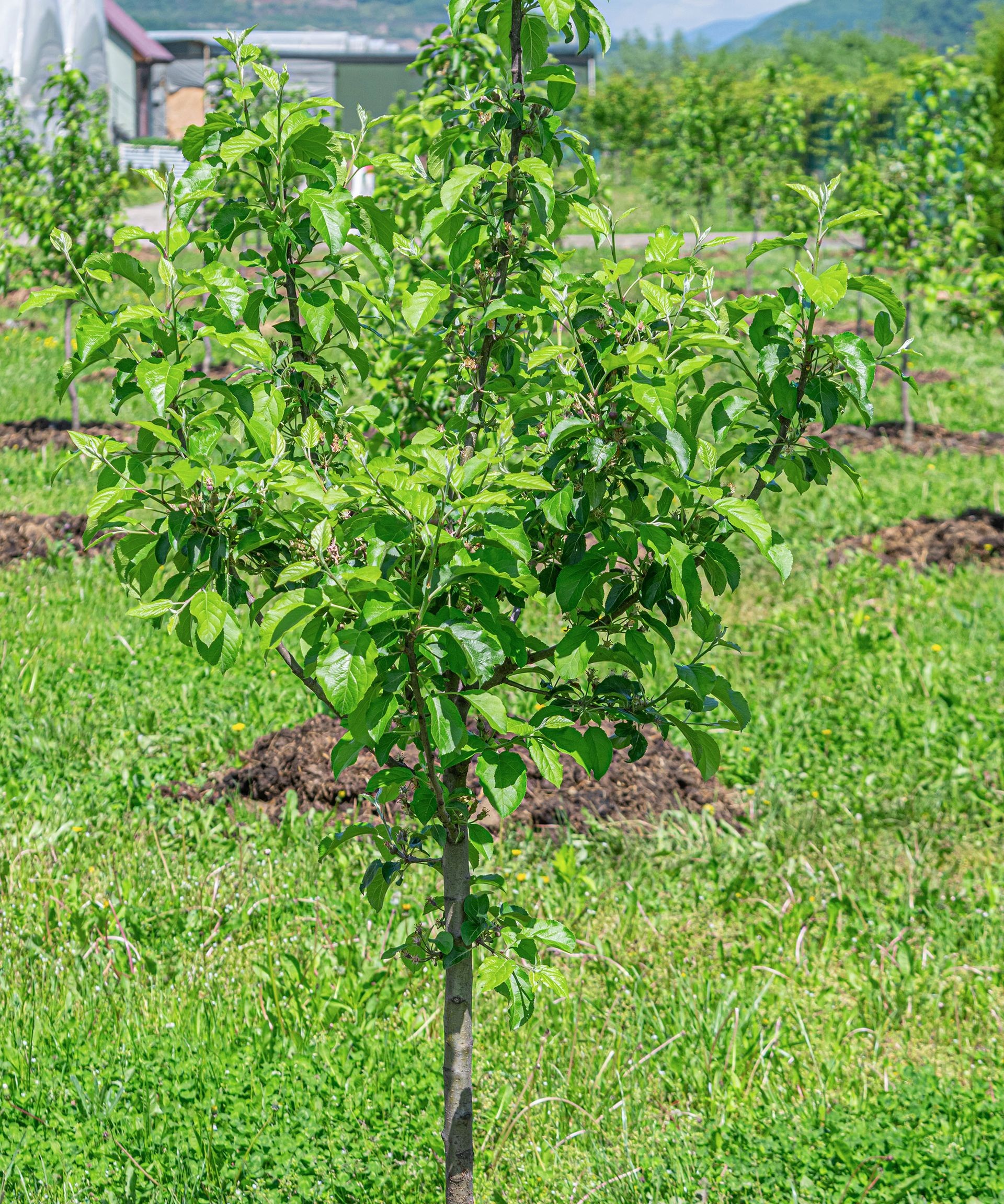 A vibrant young apple tree seedling freshly transplanted into garden soil, showcasing its developing leaves and potential