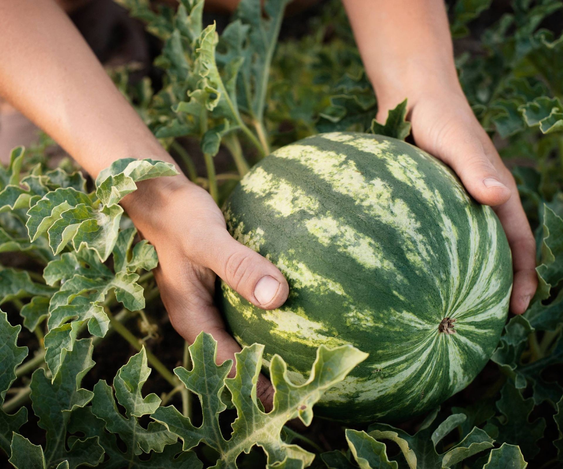 A woman kneels among lush green watermelon vines, gently examining a growing fruit