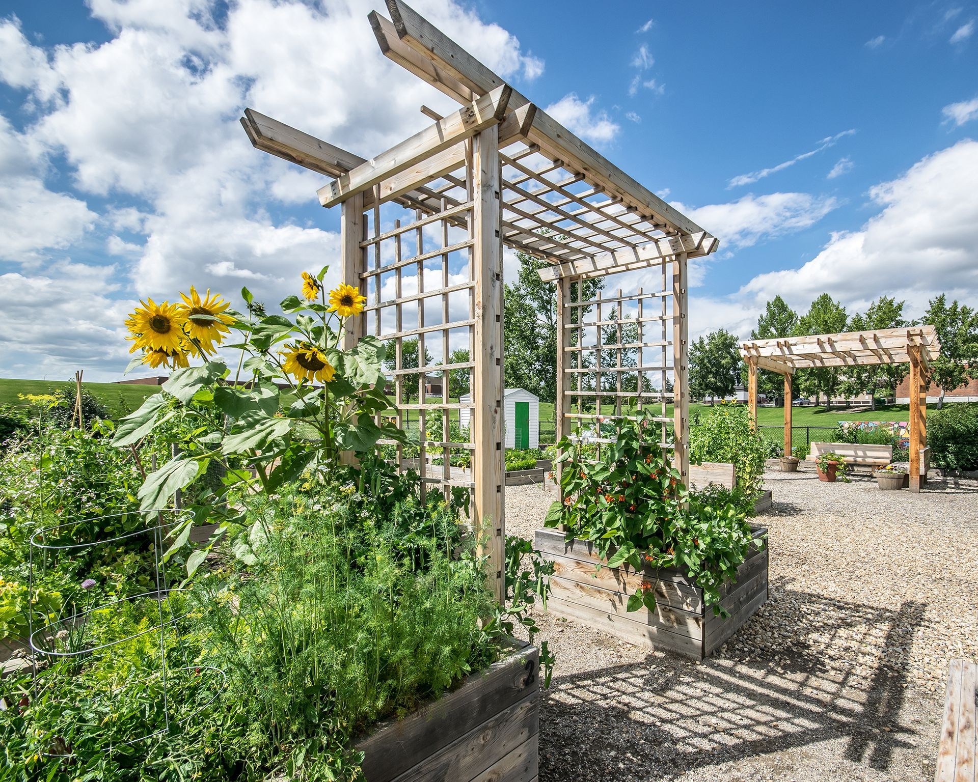 A wooden garden pergola covered in lush vining plants, showcasing its potential for growing edible crops like grapes or beans.