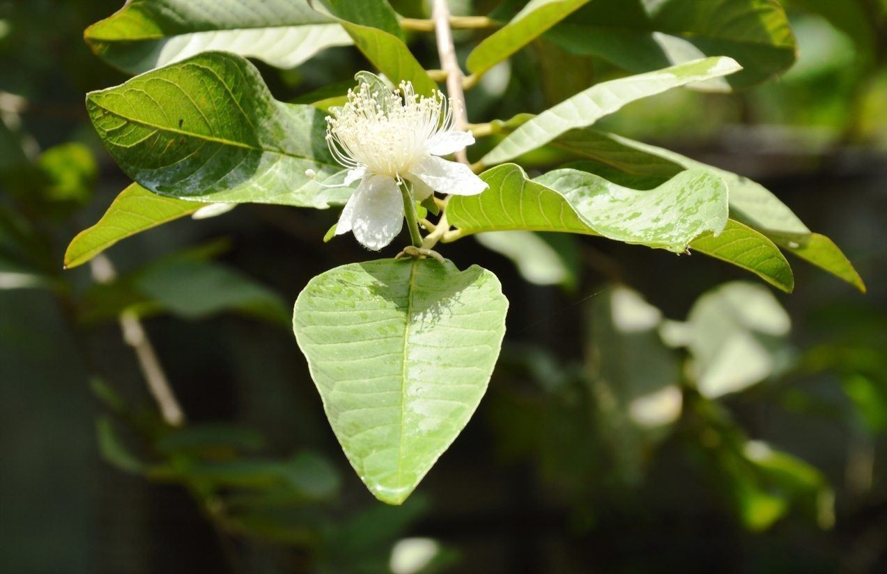 A young guava plant in a pot