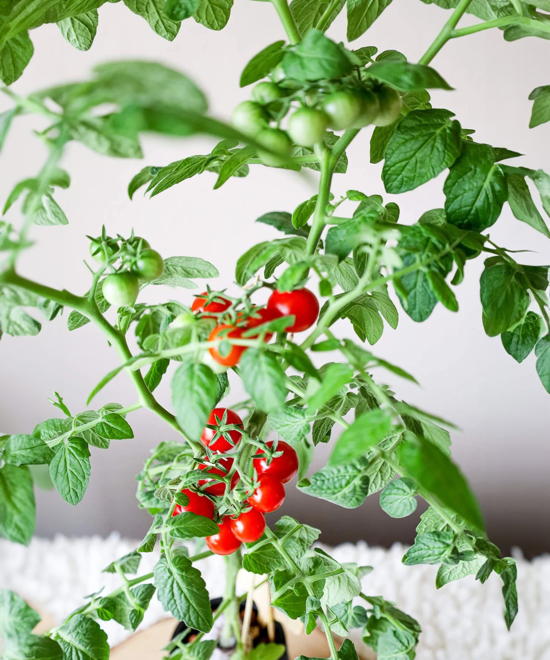 A young hydroponic tomato plant showing healthy leaf and stem growth indoors
