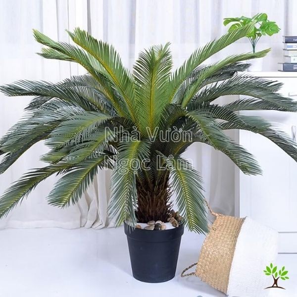 A young Japanese Sago Palm with spreading green fronds, a sun-loving plant for balcony shade