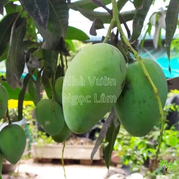 A young mango tree in a pot with several green, developing mangoes hanging from the branches.