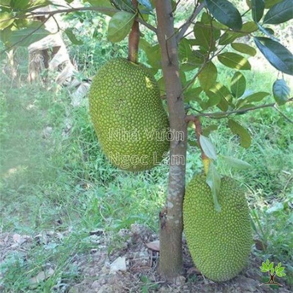 A young Thai Super Early Jackfruit tree