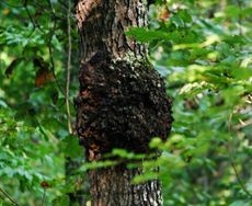 Abnormal crown gall growth on a cherry tree