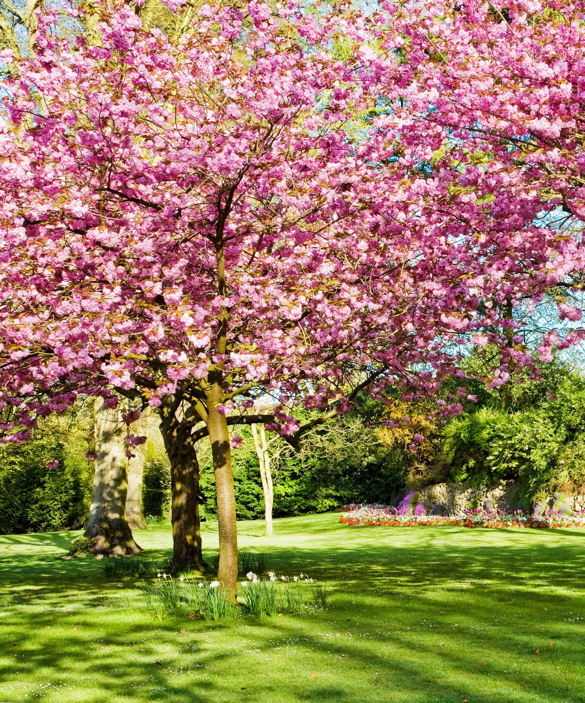 Abundant pink cherry blossoms covering branches in spring