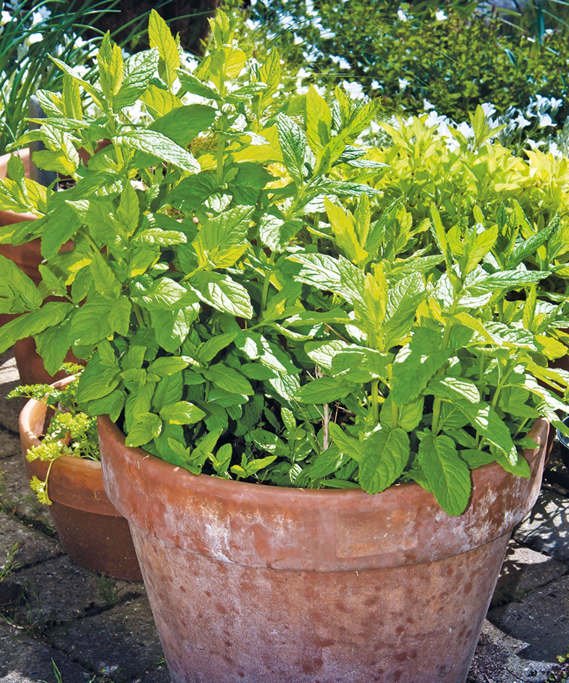 Aggressively spreading mint contained in a terracotta pot, perfect for placing near tomatoes to deter pests.