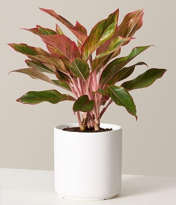 Aglaonema houseplant with striking pink and green leaves