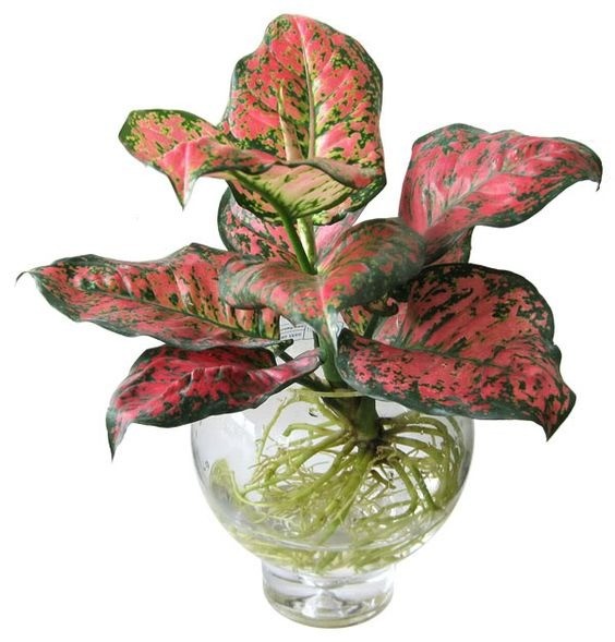 Aglaonema plant with vibrant pink and green patterned leaves growing hydroponically in a glass container