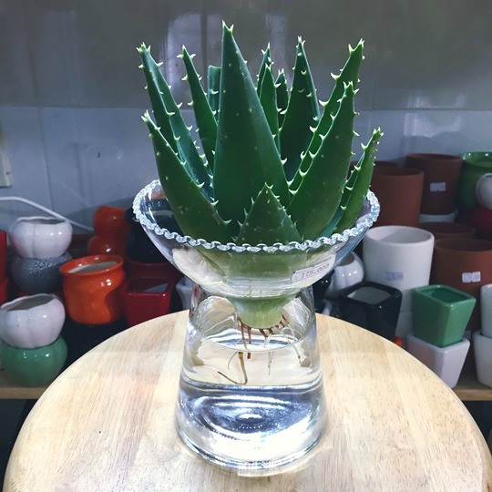 Aloe Vera plant with thick, fleshy, grey-green leaves growing in a small glass pot filled with water