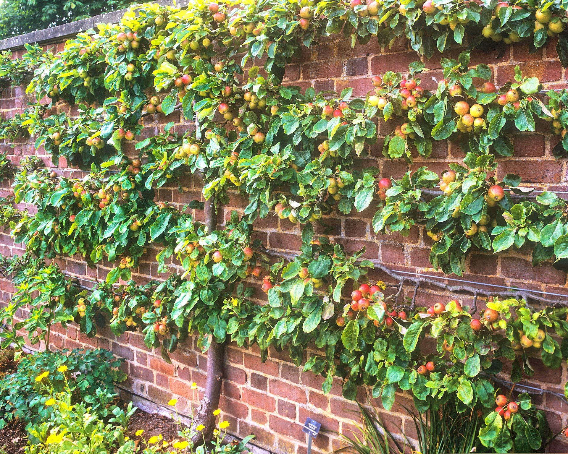 An apple tree branches beautifully espaliered flat against a brick wall using discreet wire supports.