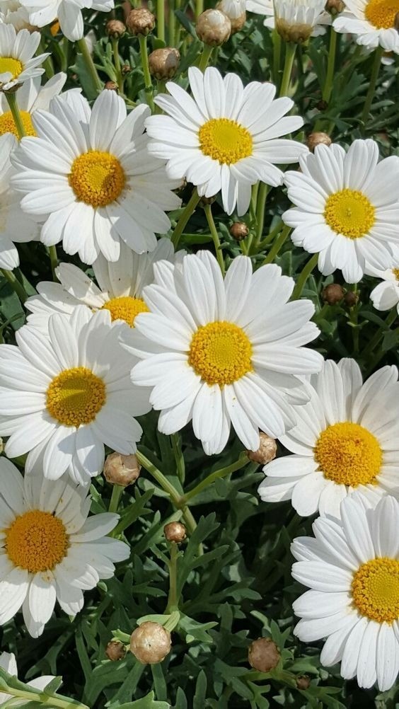 An assortment of colorful Chrysanthemum flowers (Hoa Cúc) showcasing their diverse forms and hues.