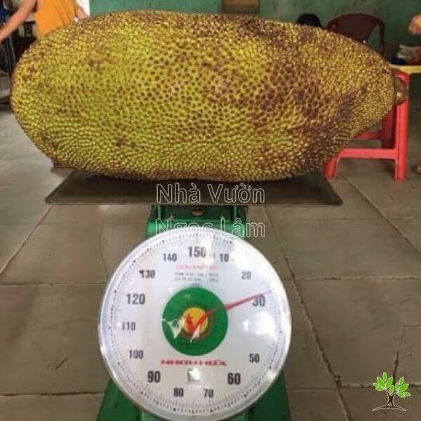 An exceptionally large Malaysian jackfruit, known for its impressive size